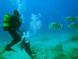 ScubaDiving DiversAndFishes